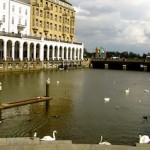 "Swans and ducks on the Binnenalster"