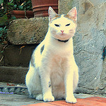 "one of the hiking kittens in Antibes"