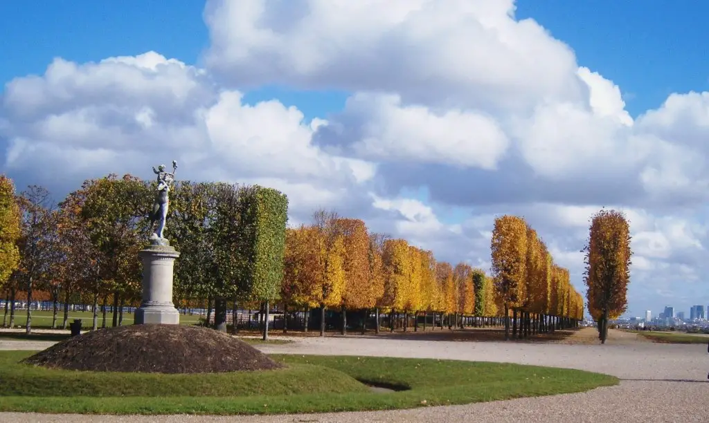 Tree Soldiers In St Germain En Laye