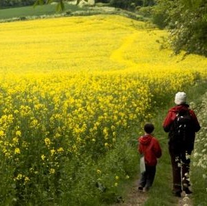 Hiking Through The Garden Of England