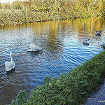 One of the Walks Near London  – Horsenden Hill and the Grand Union Canal