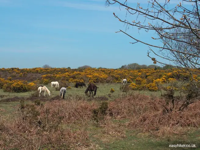 The Smiling Face of the Moors