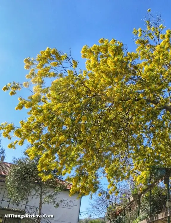 "mimosas to lighten Hiking the Steep Bordighera Hills"