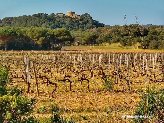 "passing vineyards while hiking or biking in Porquerolles"