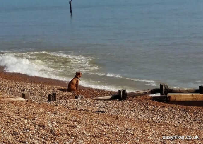 "a patient dog by the beach along the coastal culture trail"