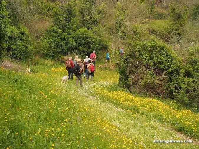 "yellow blooms on the trail of a lovely spring hike in Apricale"