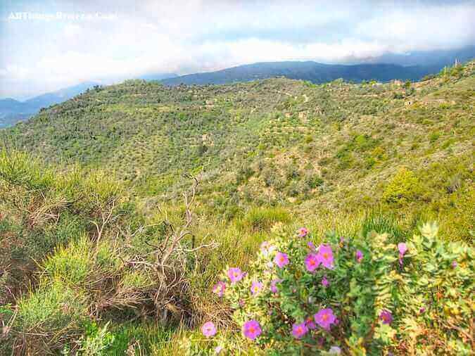 "blooms along a a lovely spring hike on the hills of Apricale"