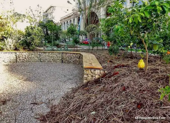 "lemon tree in Menton's garden for the inaugural Festival des Jardins"