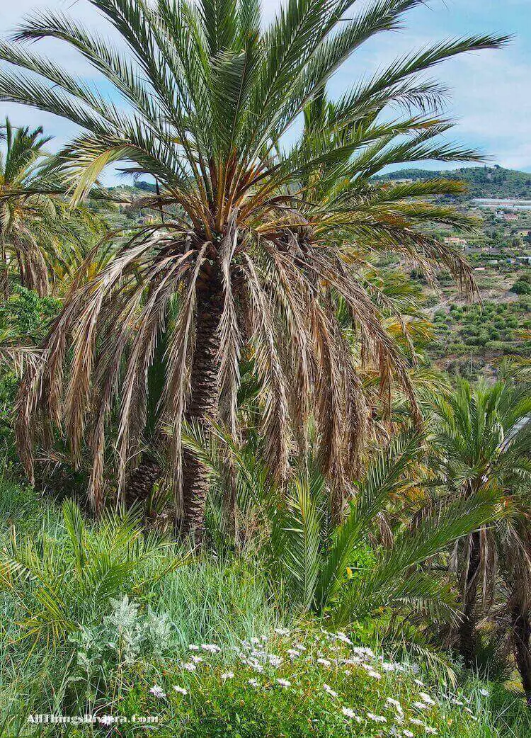 "Palm Trees of Bordighera"