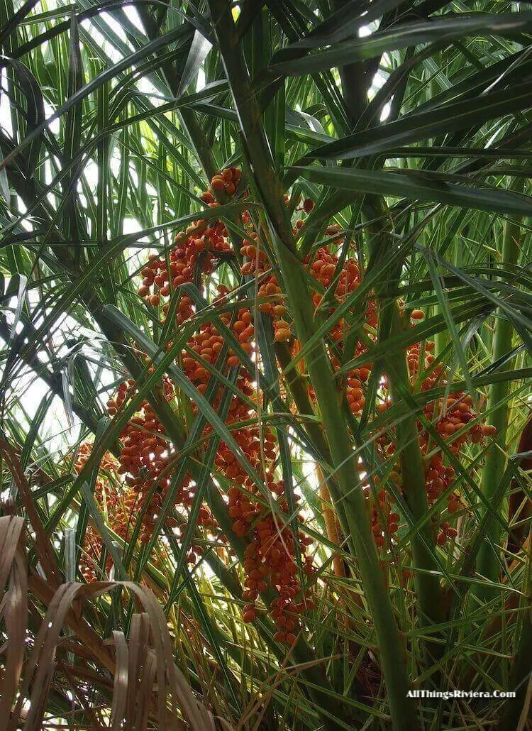 "fruits of the palm trees of Bordighera"