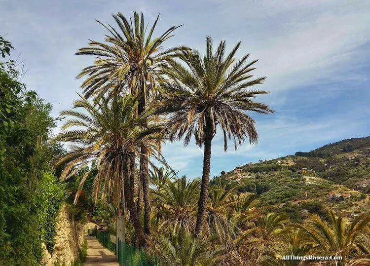 "Palm Trees of Bordighera in Baedo Palm Grove"