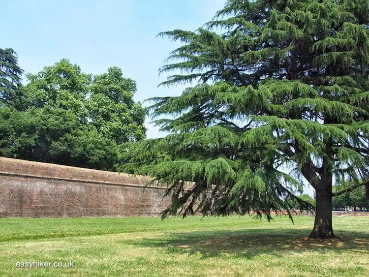 "get out and Walk Along the Lucca Wall"