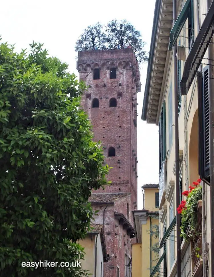 "see forest on a rooftop on the Walk Along the Lucca Wall"