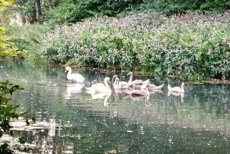 "lake with swans along one of the Lower Rhine Valley Hiking Routes"