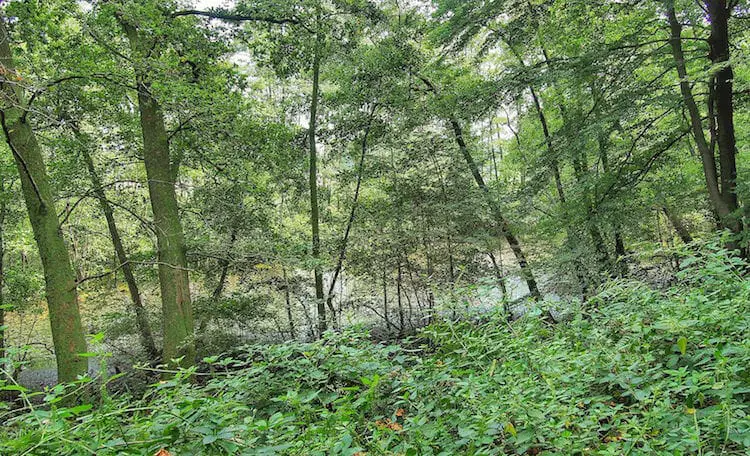 "Swampy waters along the Voltaire Trail"