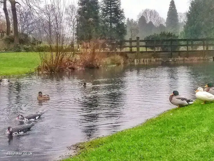 "Ducks inside Volkspark Enschede - brighten up Dutch Midwinter Blues"