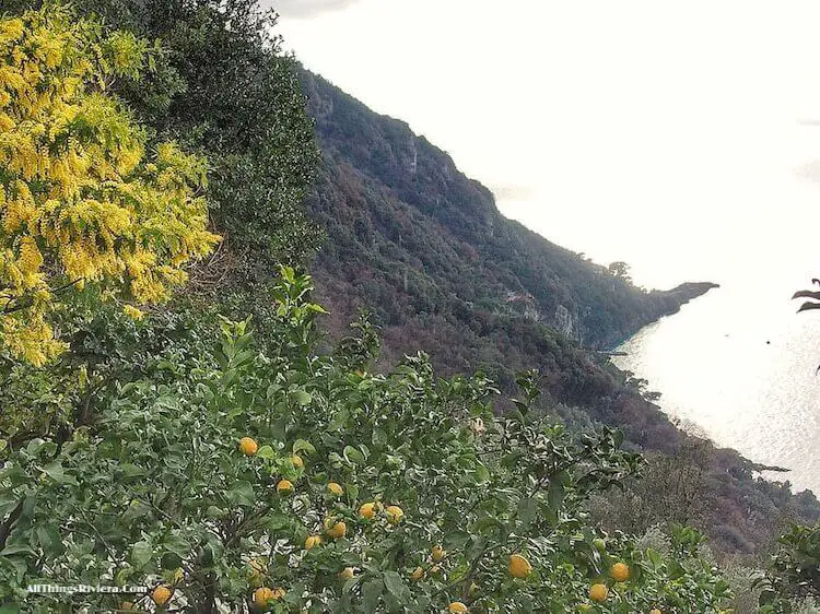 "Punta Chiappa seen from Mortola"