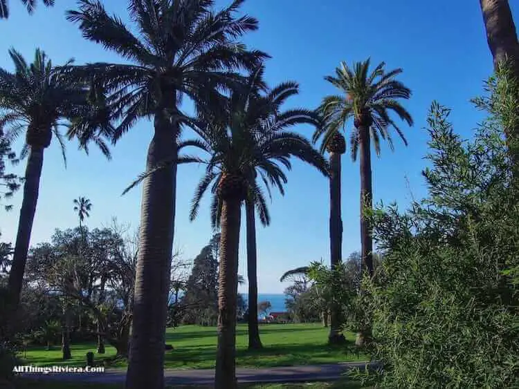 "palm trees in the Gropallo gardens"