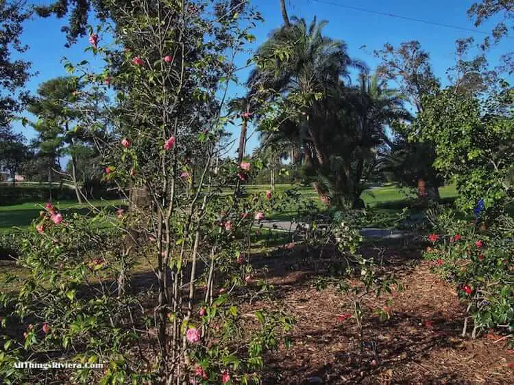 "Gropallo rose garden on a walk in Nervi Park with Empress Sissi"