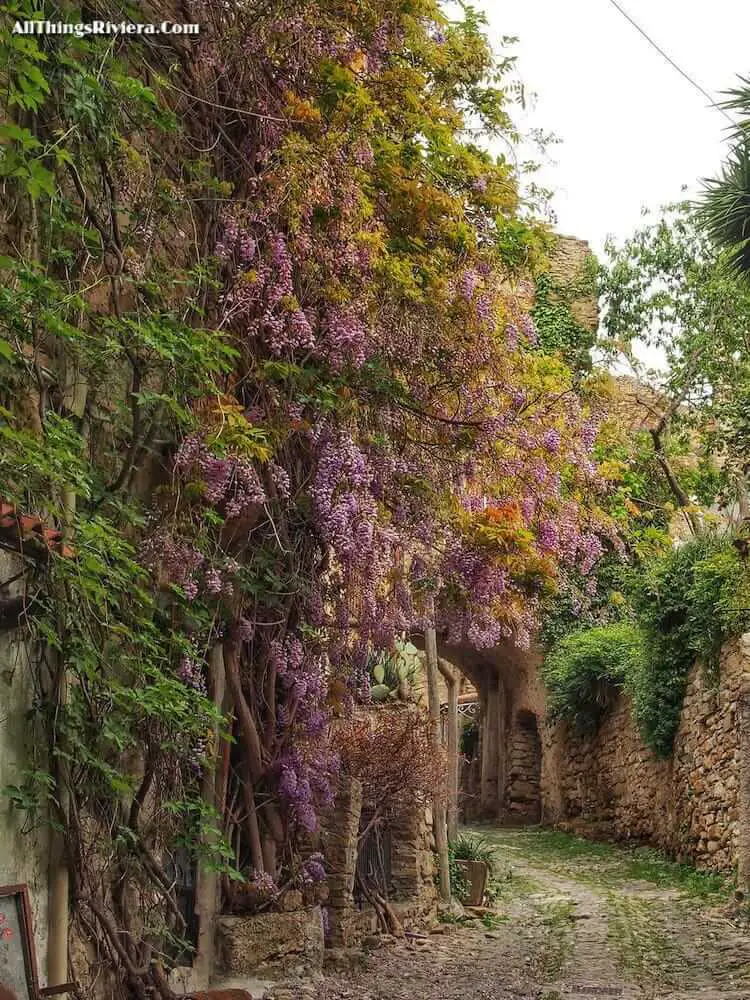 "wisteria among ruins in Bussana Vecchia"