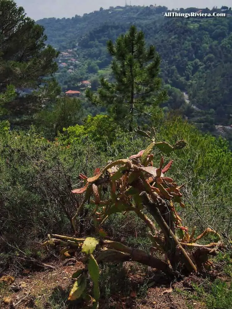 "dead cactie along outstanding Ligurian trails"