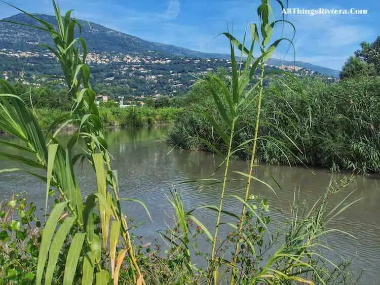 "swampy pond of River Var"