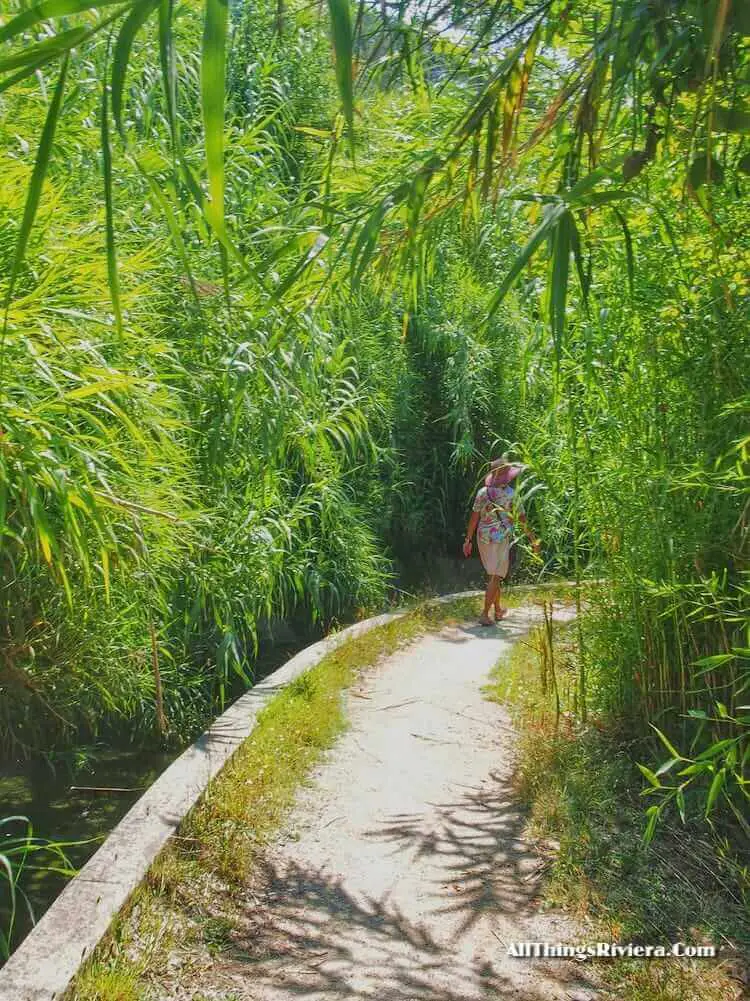 "swamps along the Canal de la Siagne"