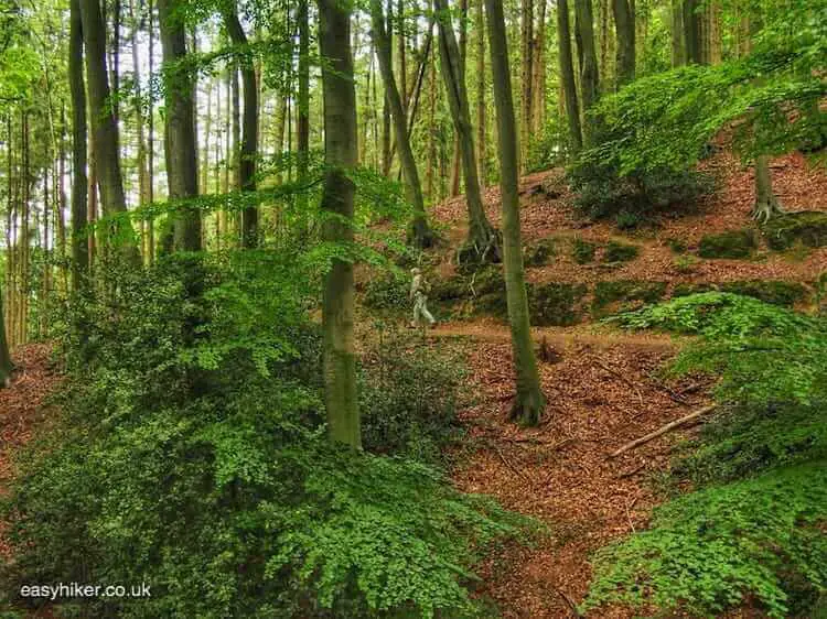 "easy hiking the germany way through forests"