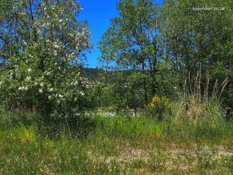 "wild plants seen on a river walk"