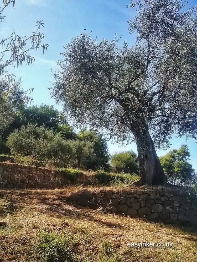 "walk on the wild side of Nice in Parc Vinaigrier among olive trees"