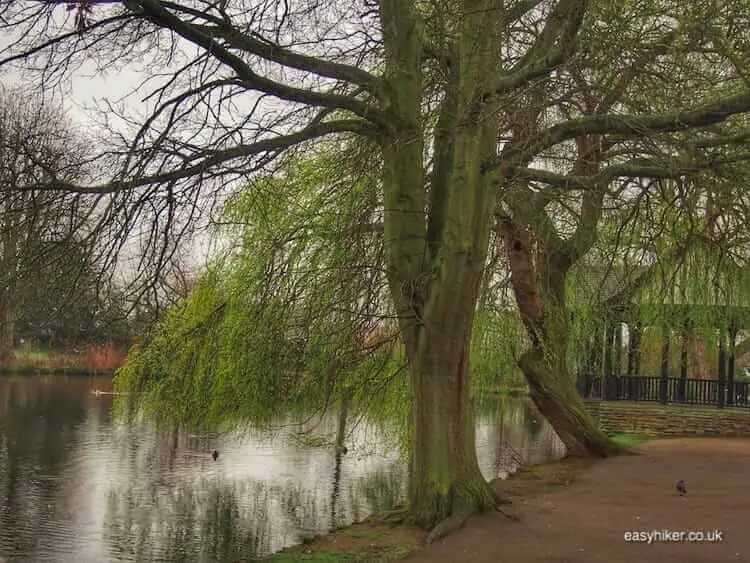 "in the local park - Hiking in the Time of the Coronavirus"