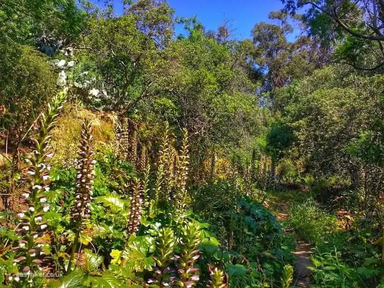 "spring flowers along the trail"