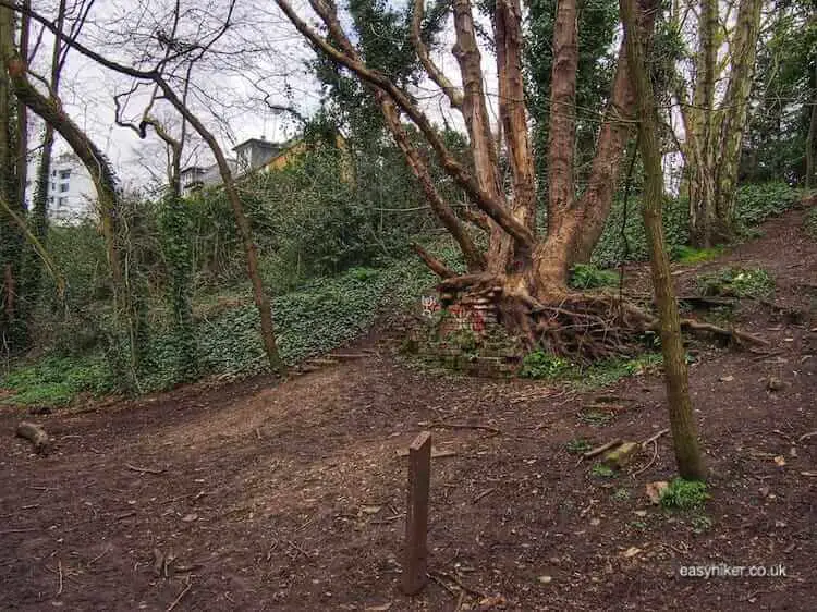 "old tree trunk on London Parkland Walk"