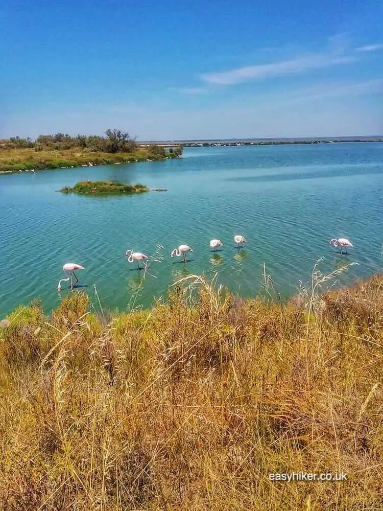 "flamingoes on the wild marshlands of the Camargue"