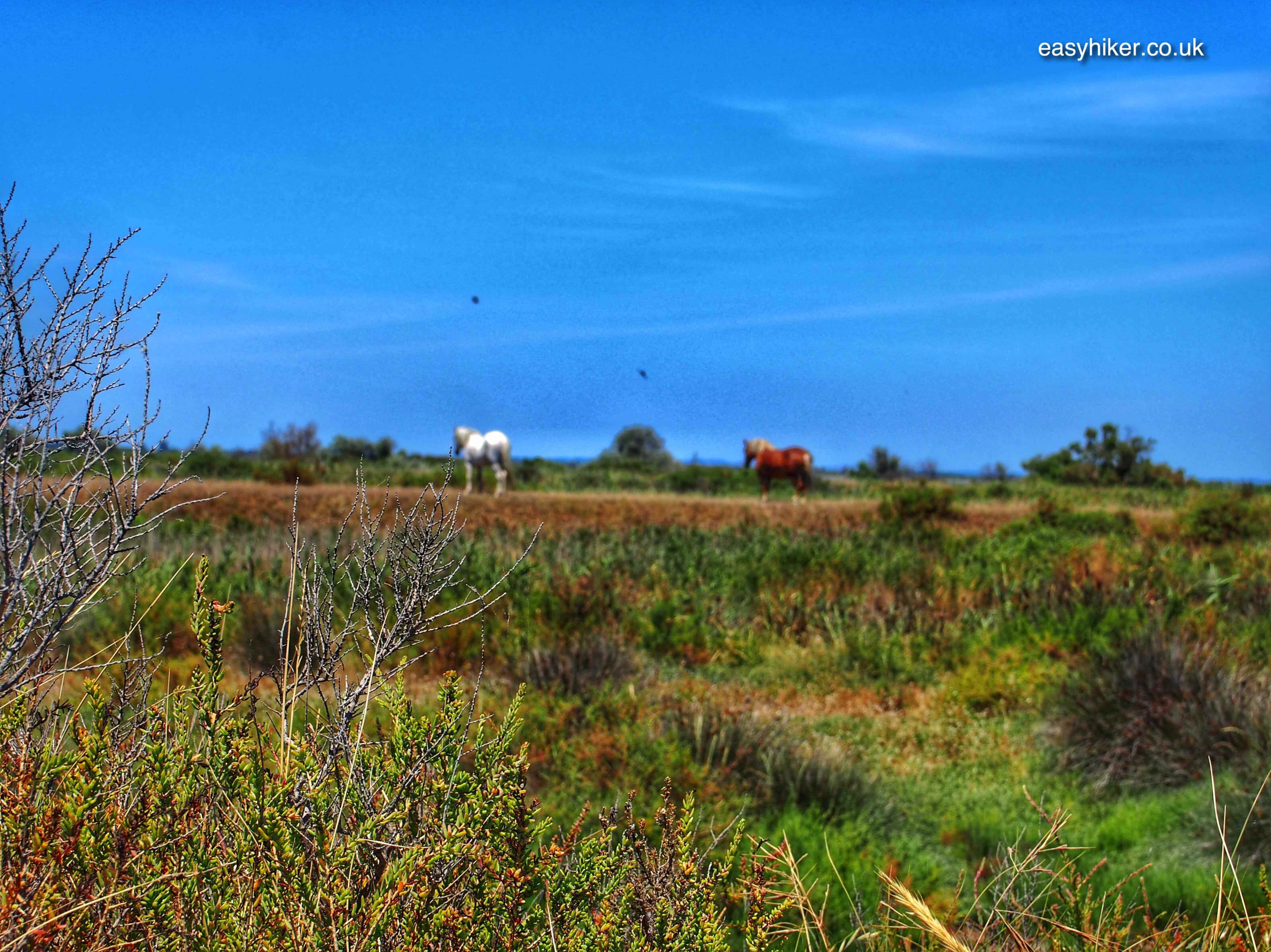 "some wild horses along the wild marshlands of the Camargue"