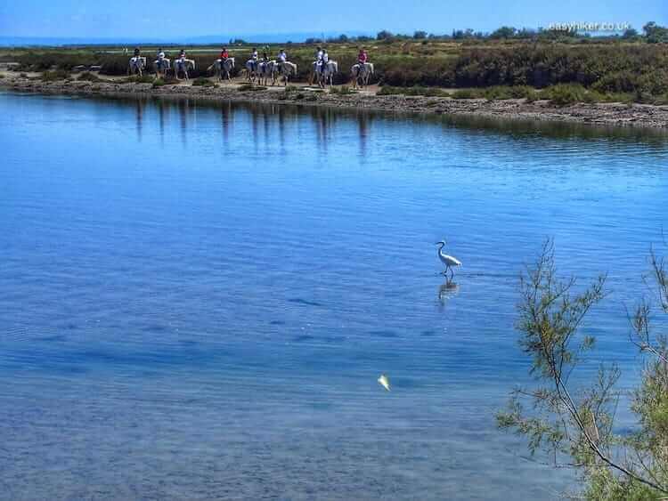 "wild birds on the Wild Marshlands of the Camargue"