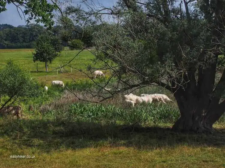 "cows in theGarden Kingdom of Woerlitz-Dessau"