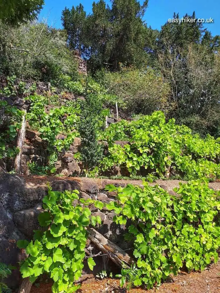 "vineyard in the Garden Kingdom of Woerlitz-Dessau"