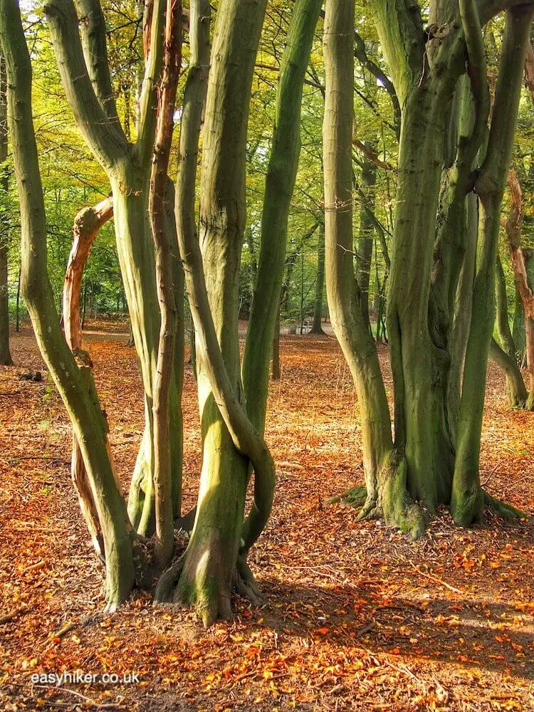 "Autumn Rhythm on a walk in the woods"