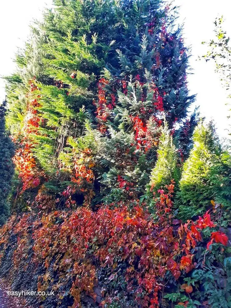 "Autumn Rhythm in neighbours garden"