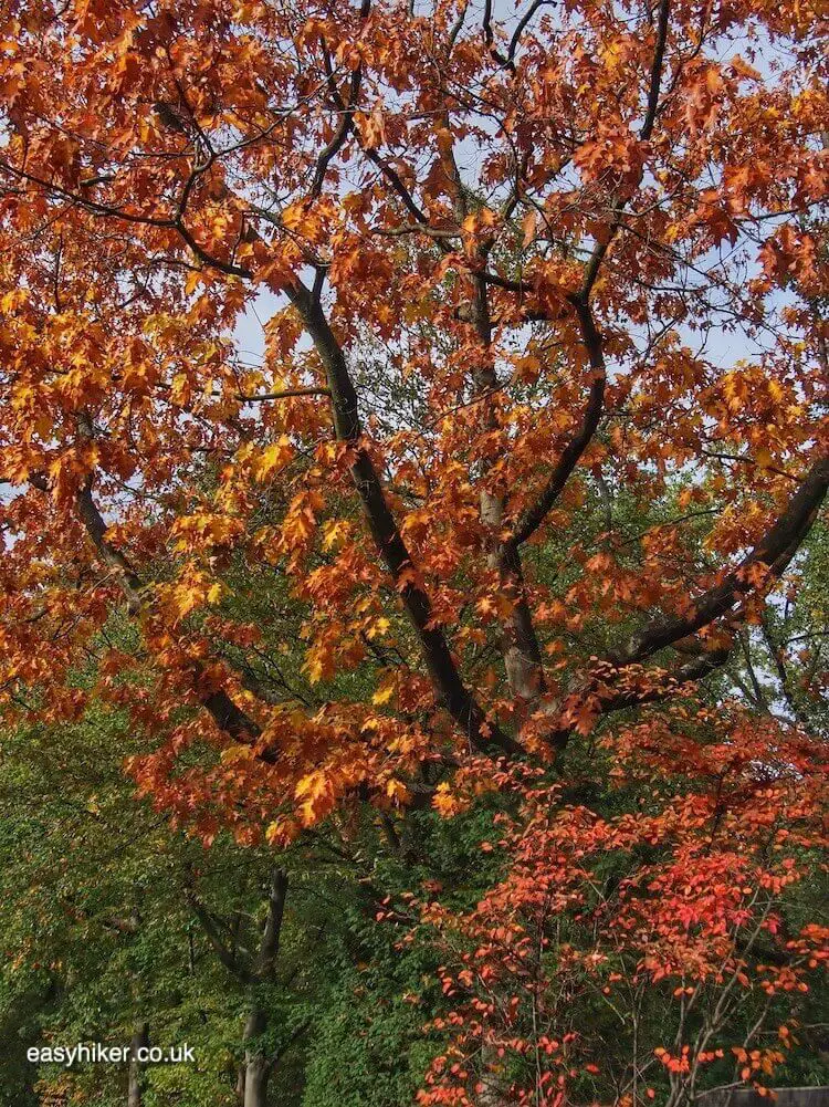 "Autumn Rhythm - it's Fall"
