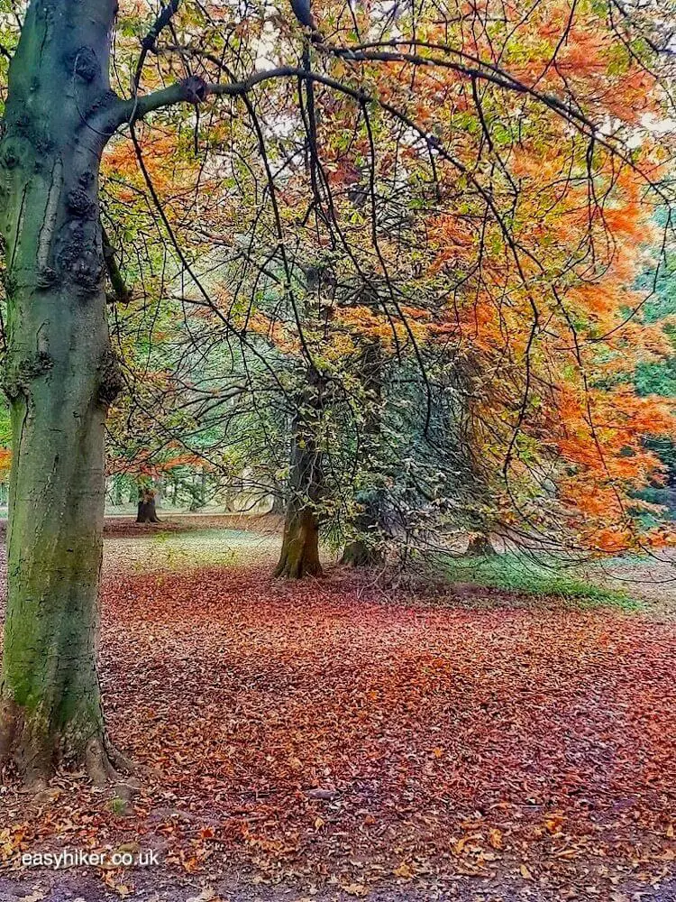 "Autumn Rhythm in the woods"