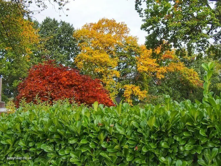 "Autumn Rhythm on bushes and trees"
