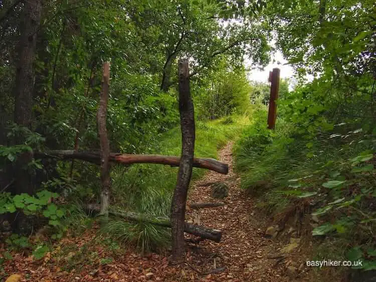 "Far From the Mediterranean's Madding Crowds in Ubac Foran forest"