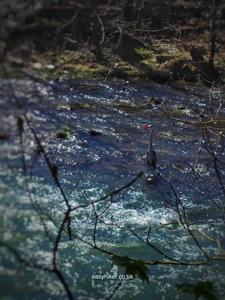 "Kingfisher in Dijon’s Favourite Easy Hiking Trail?"