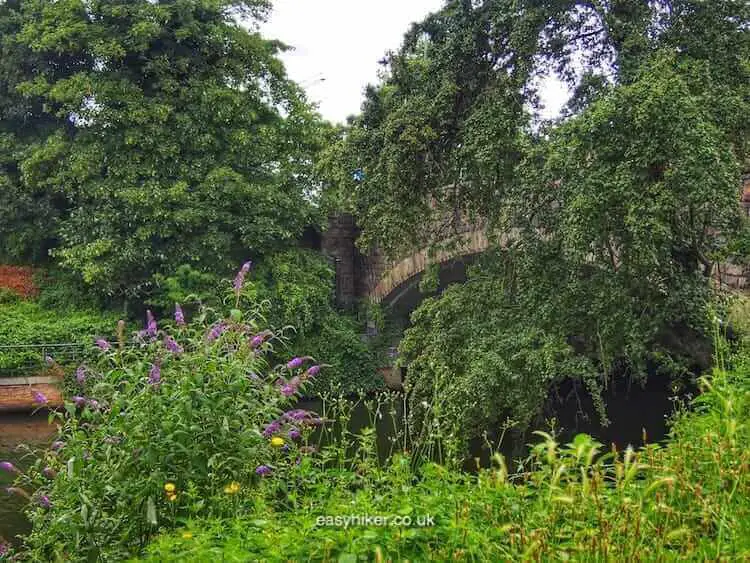 "greenery along Waterfront of Lübeck’s Old Town"