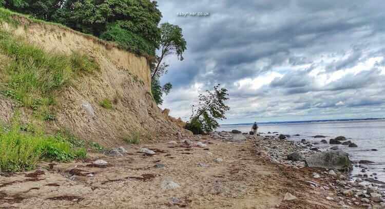 "the cliffs are alive in Travemünde -  Brodten Cliff on the German coast of the Baltic Sea"