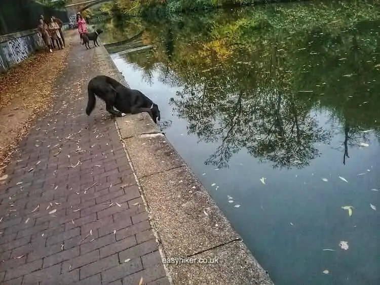 Regent’s Canal of London : The Bleak and the Beautiful