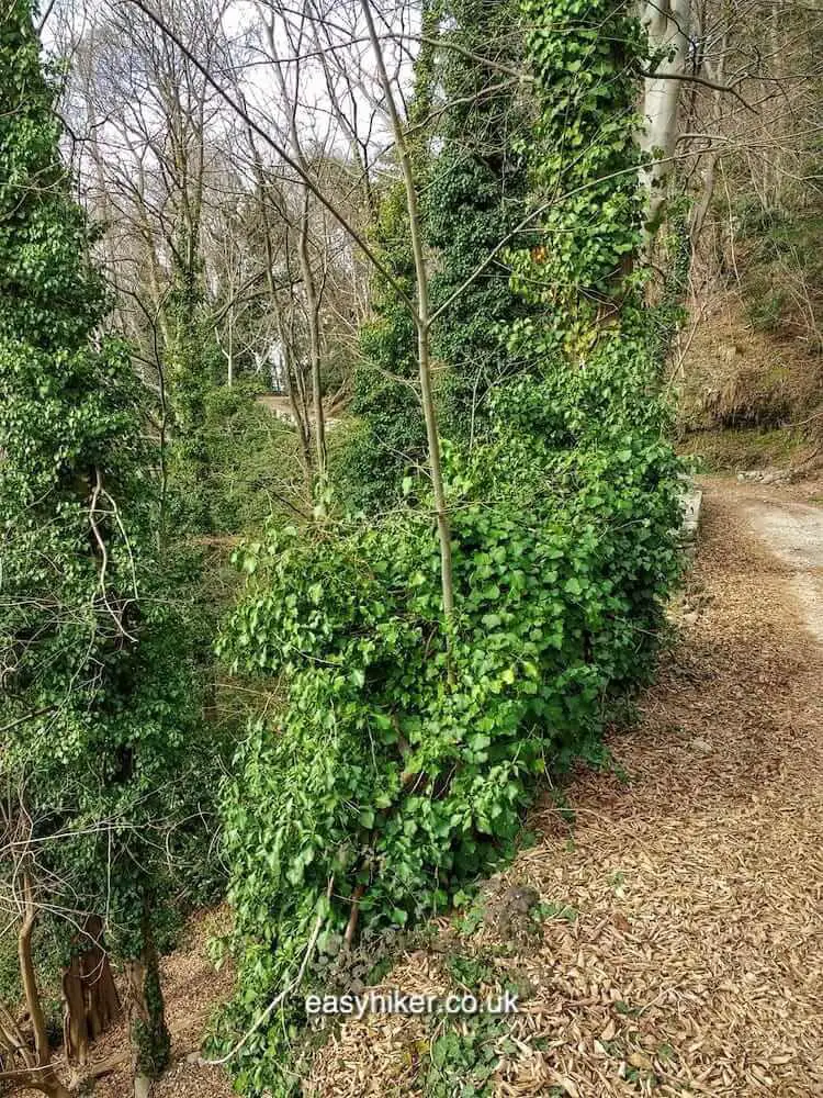 "Into The Wood: The Baradello Tower of Como"