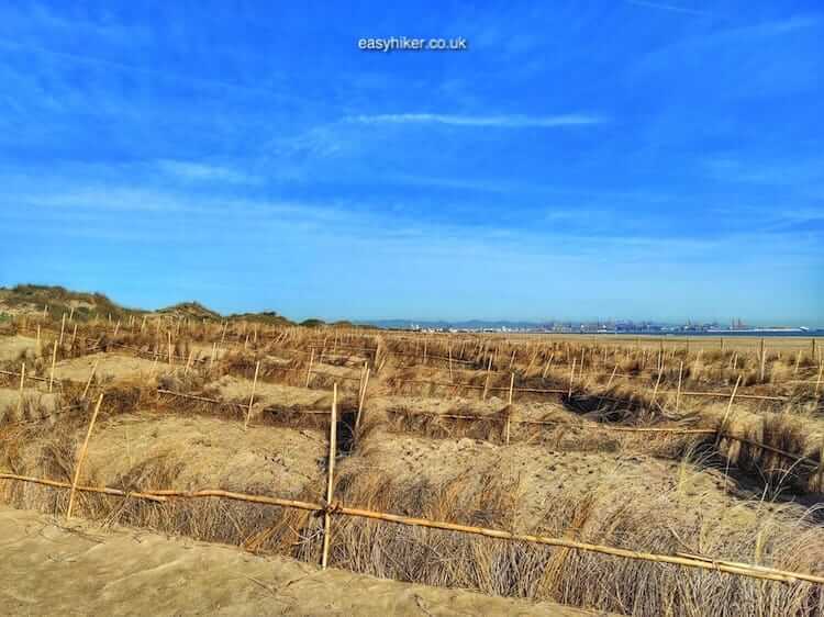 "Wetlands of Valencia"